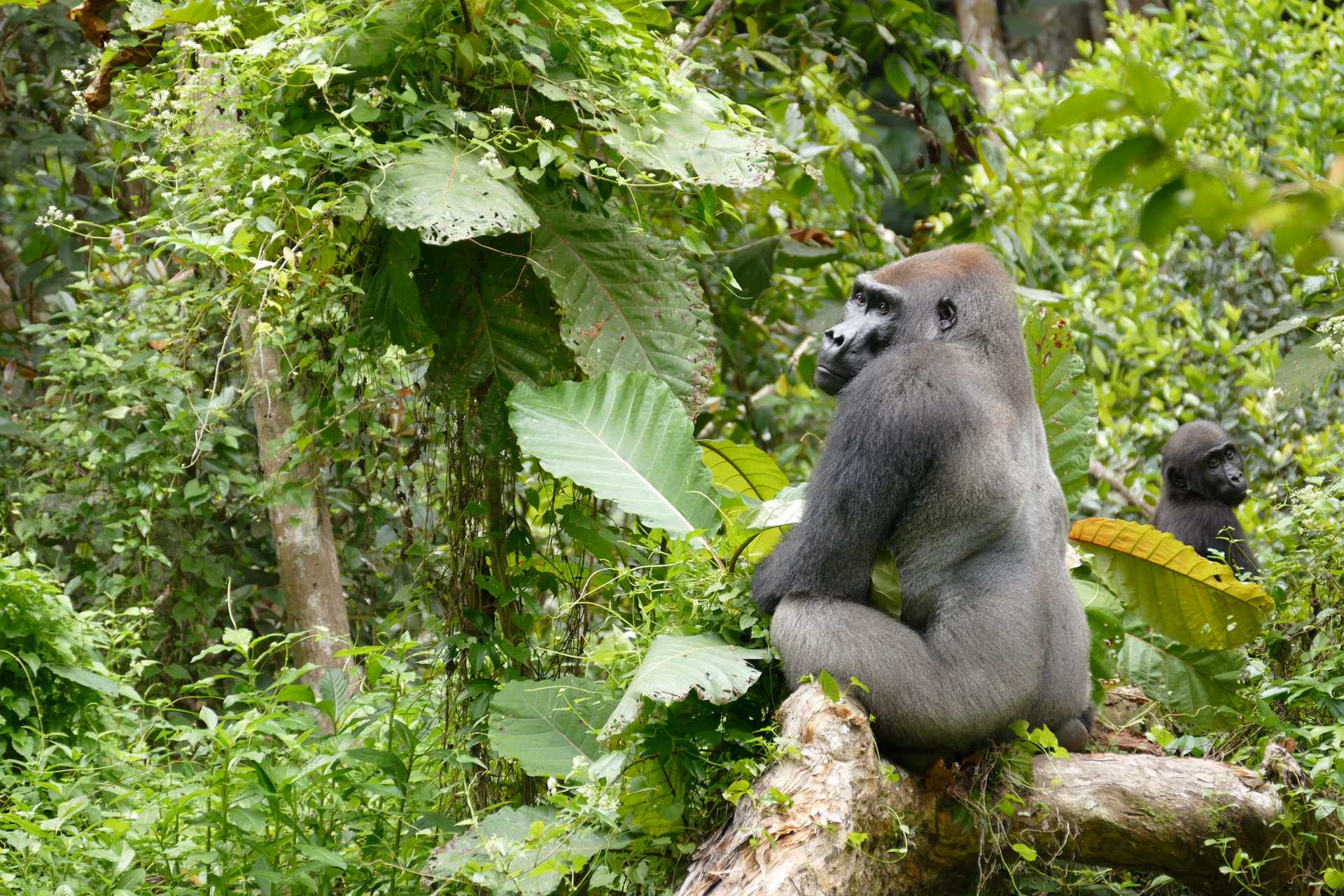 Loango, das Reich der wilden Natur