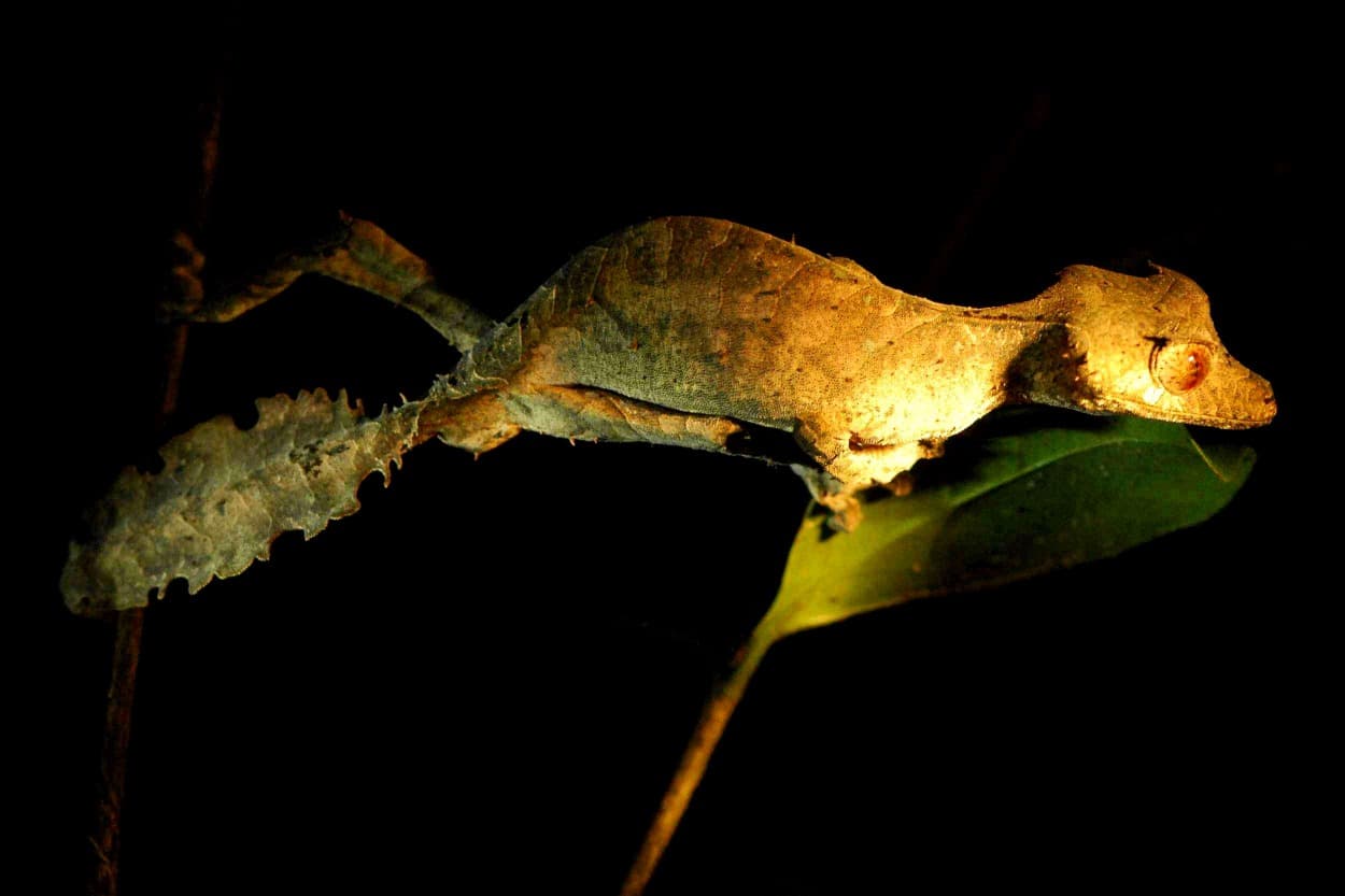 Ranomafana Nationalpark